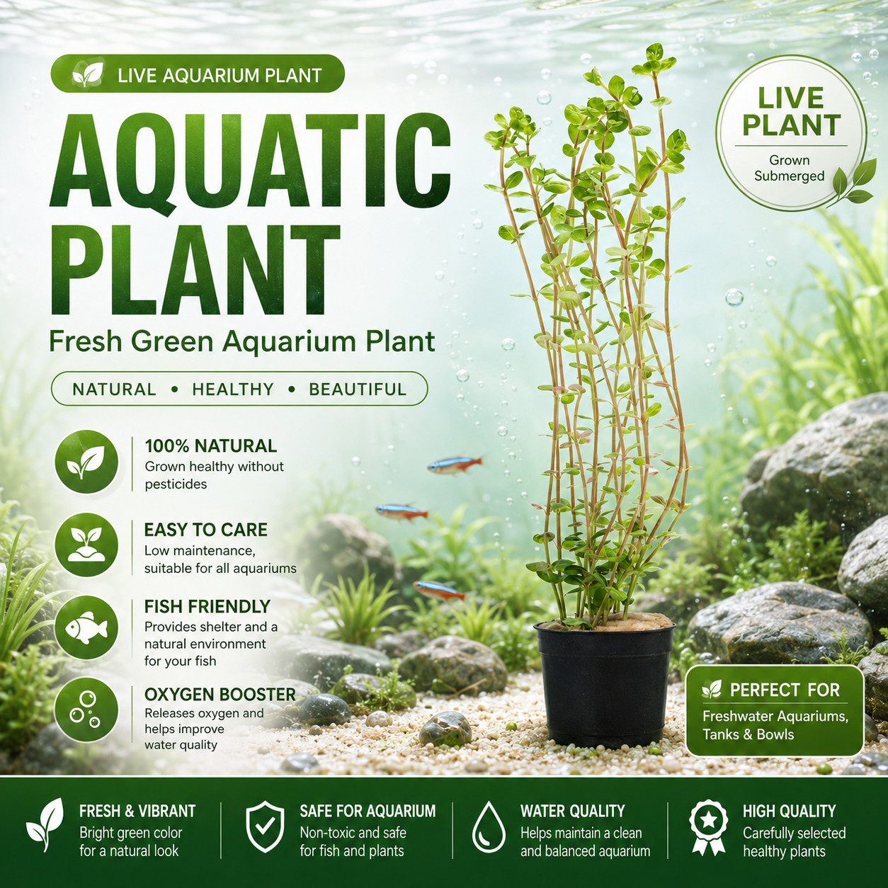 Rotala rotundifolia