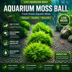 Christmas moss