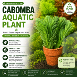 Cabomba
