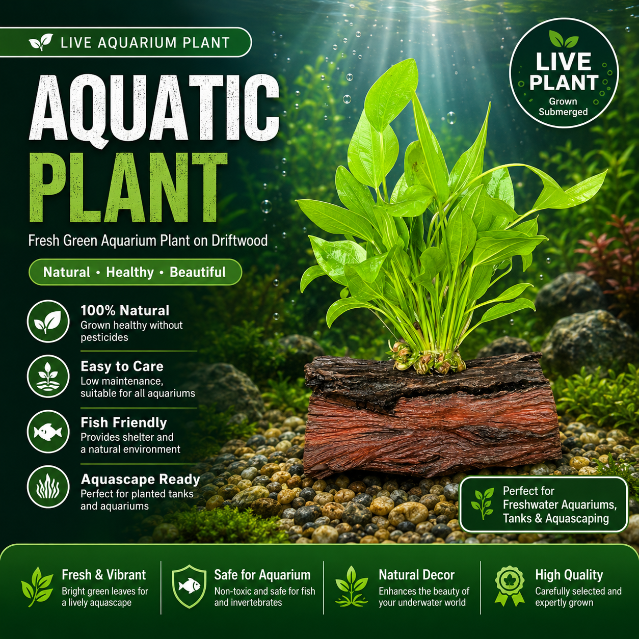 aquatic plant