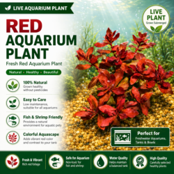Ludwigia palustris
