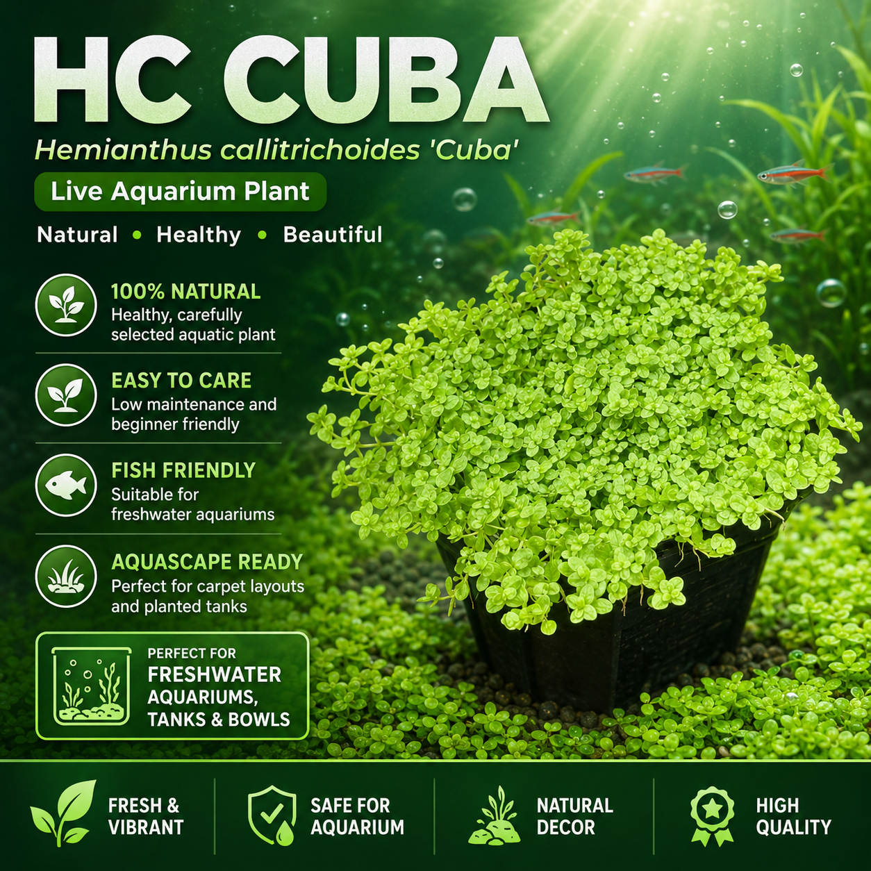 Hemianthus callitrichoides 'Cuba'