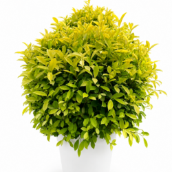 Golden Ficus
