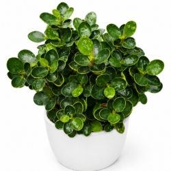 Ficus microcarpa