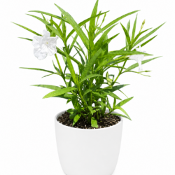 White Ruellia