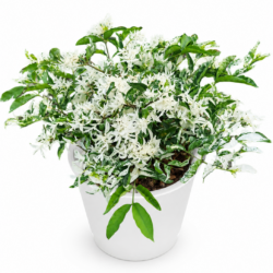Wrightia religiosa