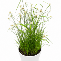 Star Grass
