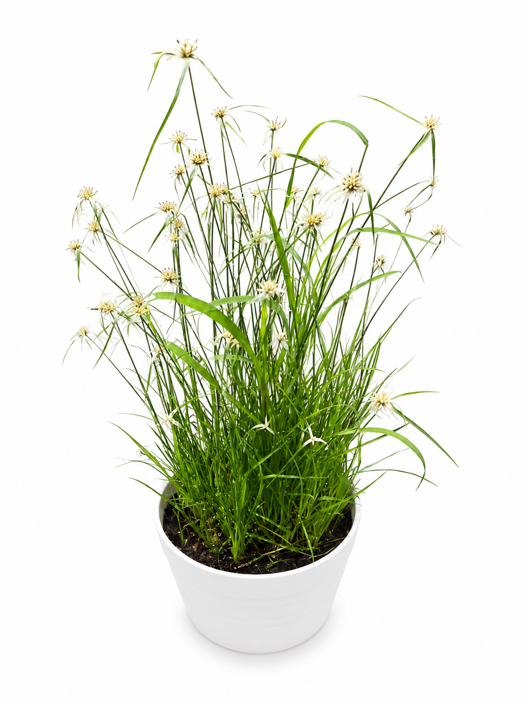 Star Grass
