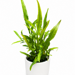Java Fern