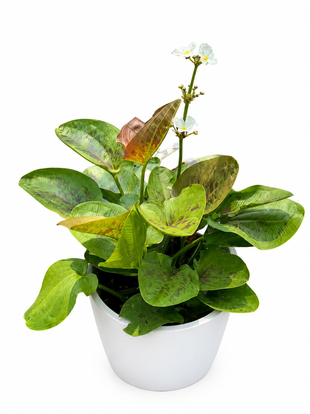 Echinodorus 'Ozelot'