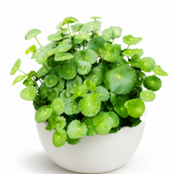Water Pennywort