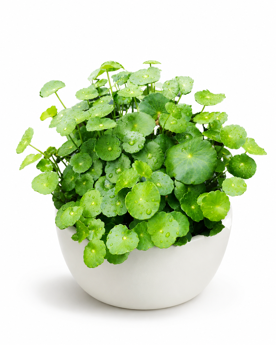 Water Pennywort