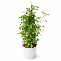 Pandorea jasminoides