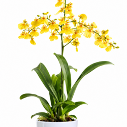Dancing Lady Orchid