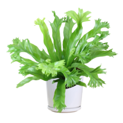Asplenium nidus 'Crissie'