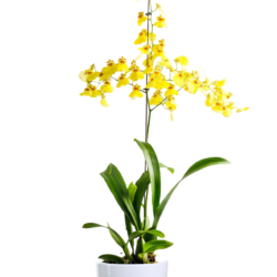 Dancing Lady Orchid