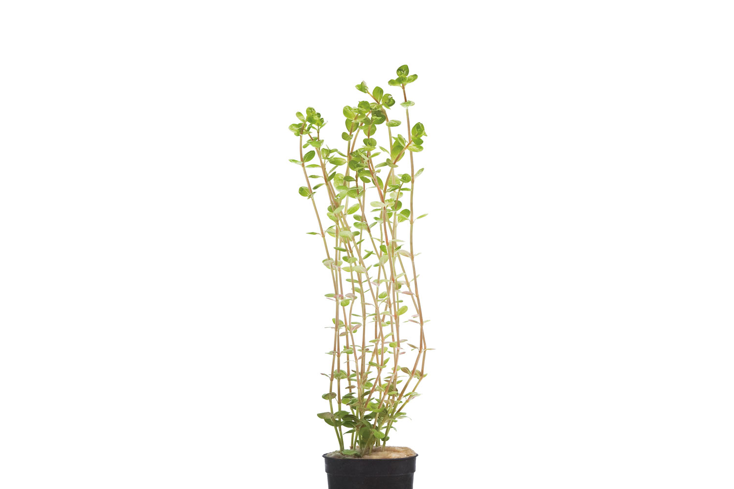 Rotala rotundifolia - Image 2