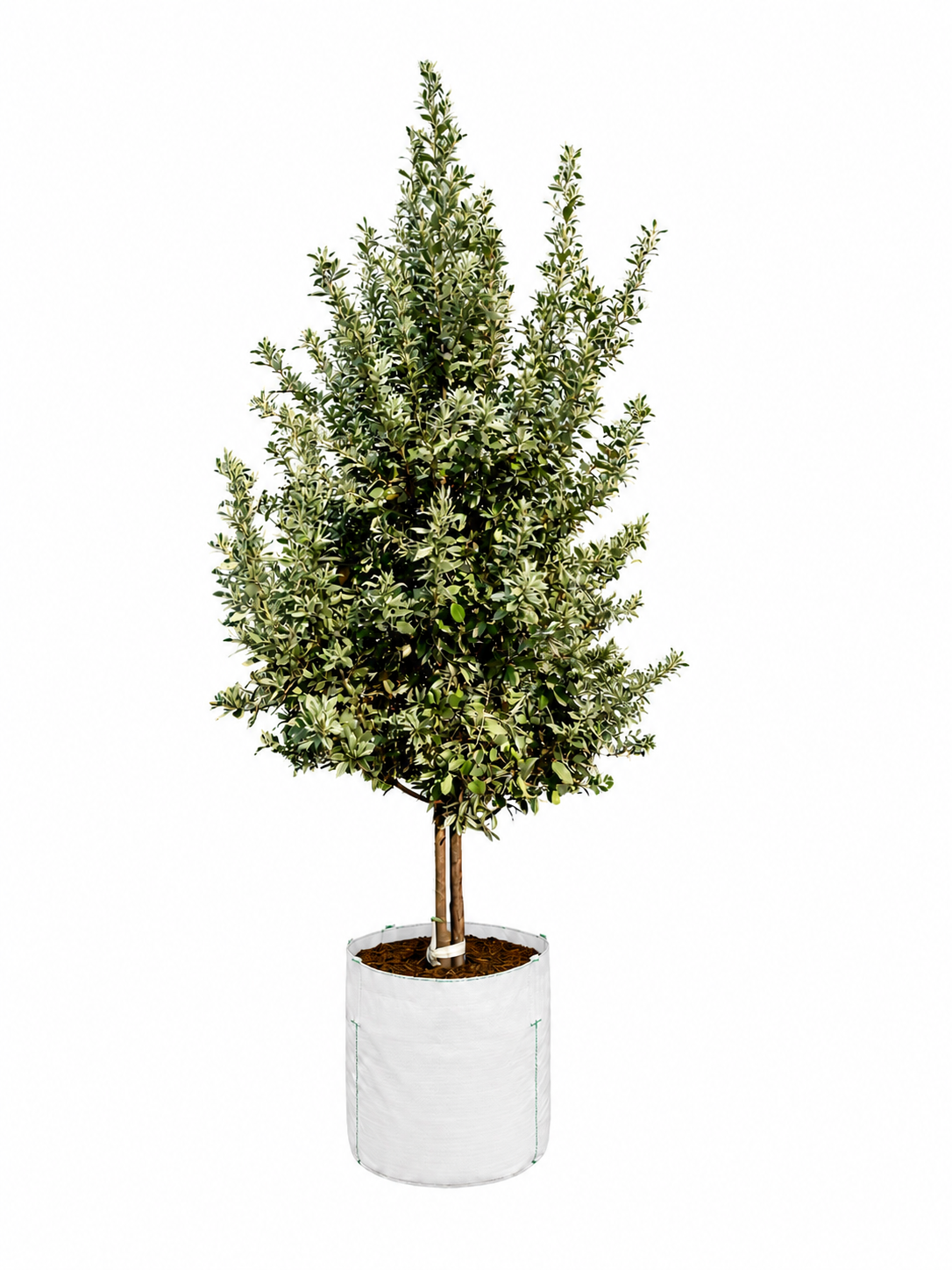 Silver Buttonwood - Image 2