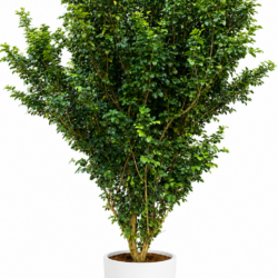 Orange Jasmine