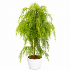 Australian Willow