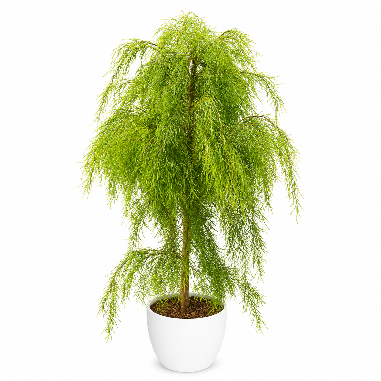 Australian Willow