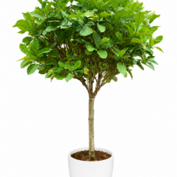 Standard Gardenia