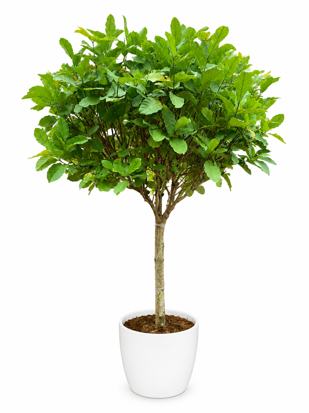 Standard Gardenia