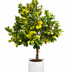 Variegated Balsam Apple