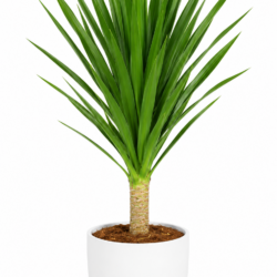 Dracaena Draco