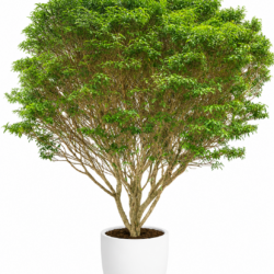 Gardenia Crape Jasmine