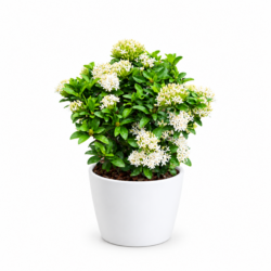 Siamese White Ixora