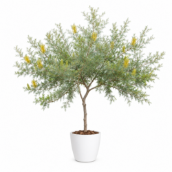 Yellow Grevillea (Spider Flower Shrub)