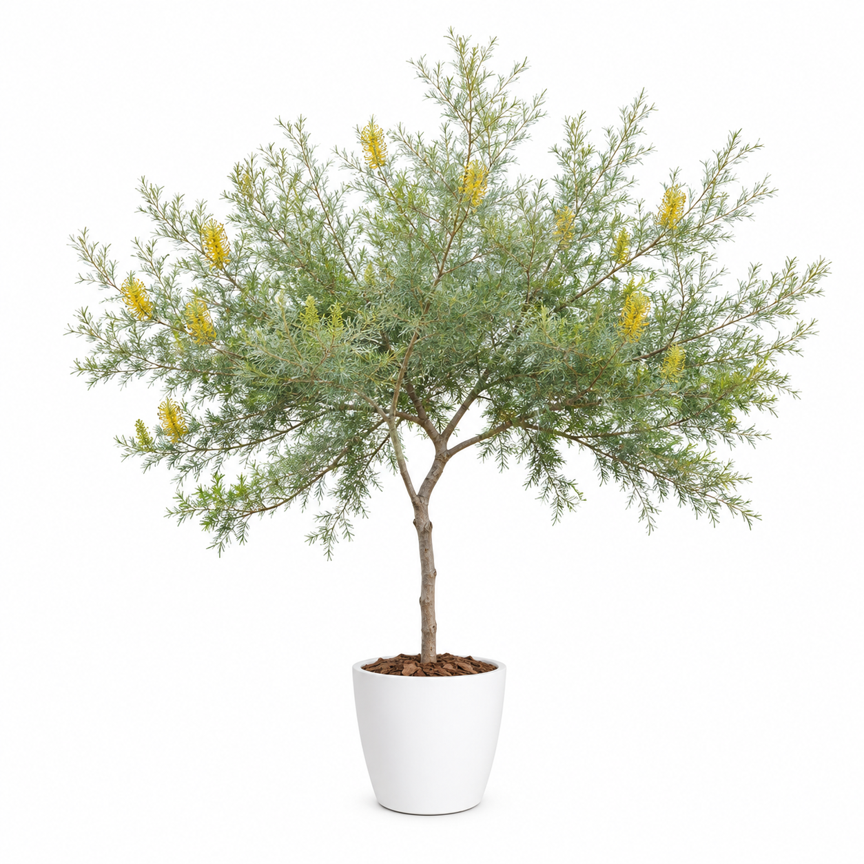 Yellow Grevillea (Spider Flower Shrub)