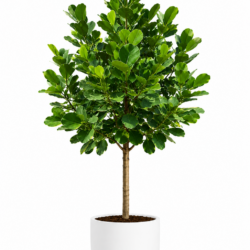 Autograph Tree