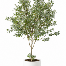 Silver Buttonwood
