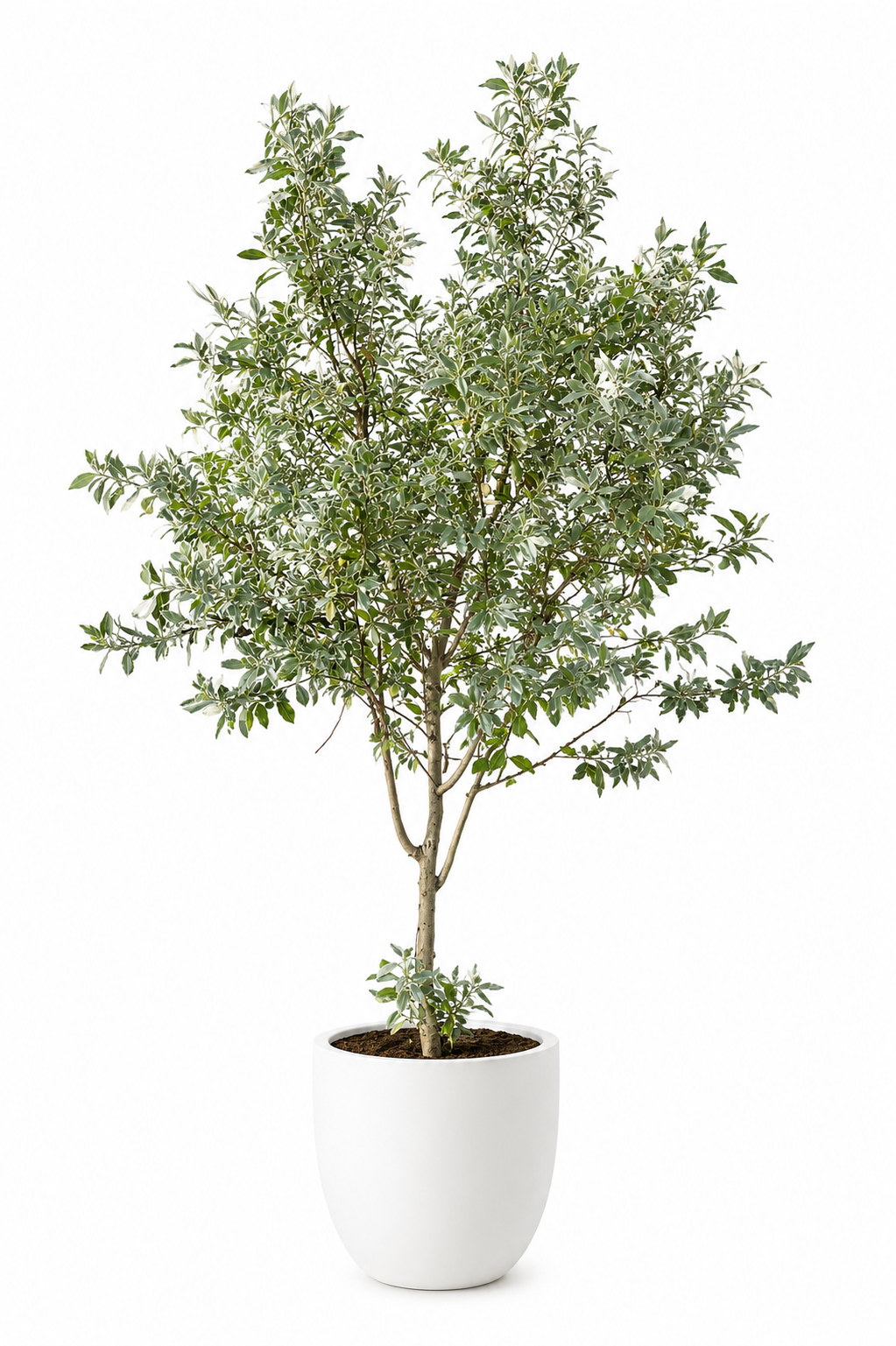 Silver Buttonwood