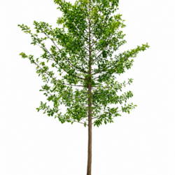 Freshwater Mangrove Tree