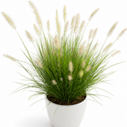 Chinese Fountain Grass