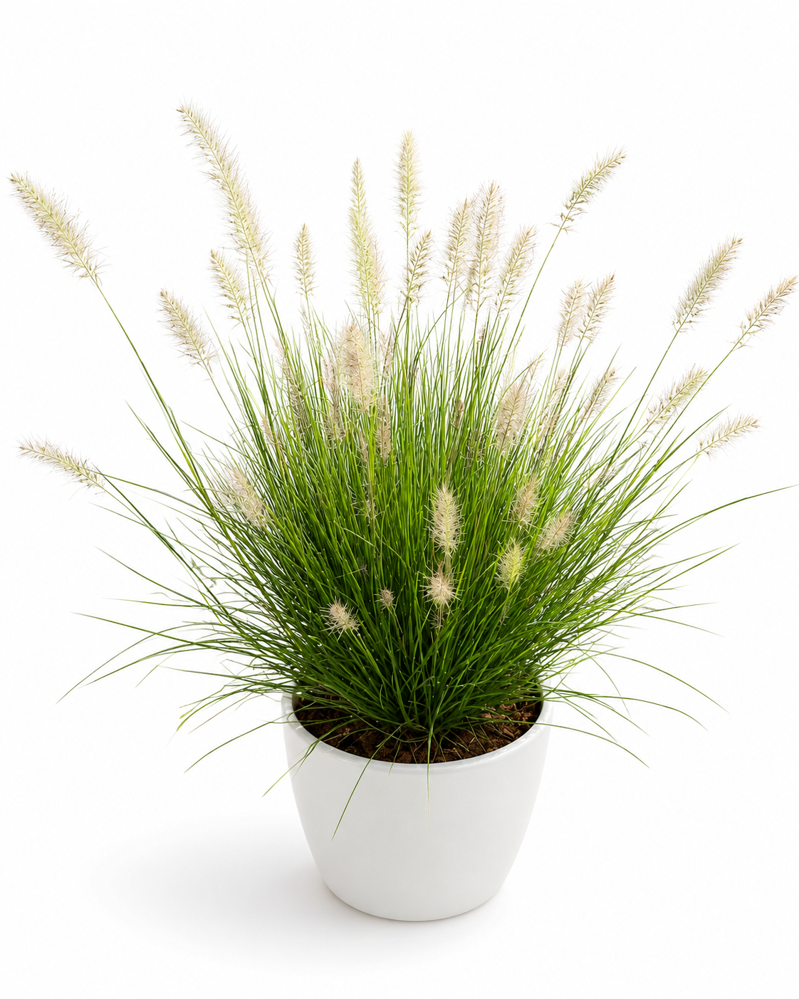 Chinese Fountain Grass