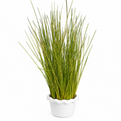Pennisetum setaceum