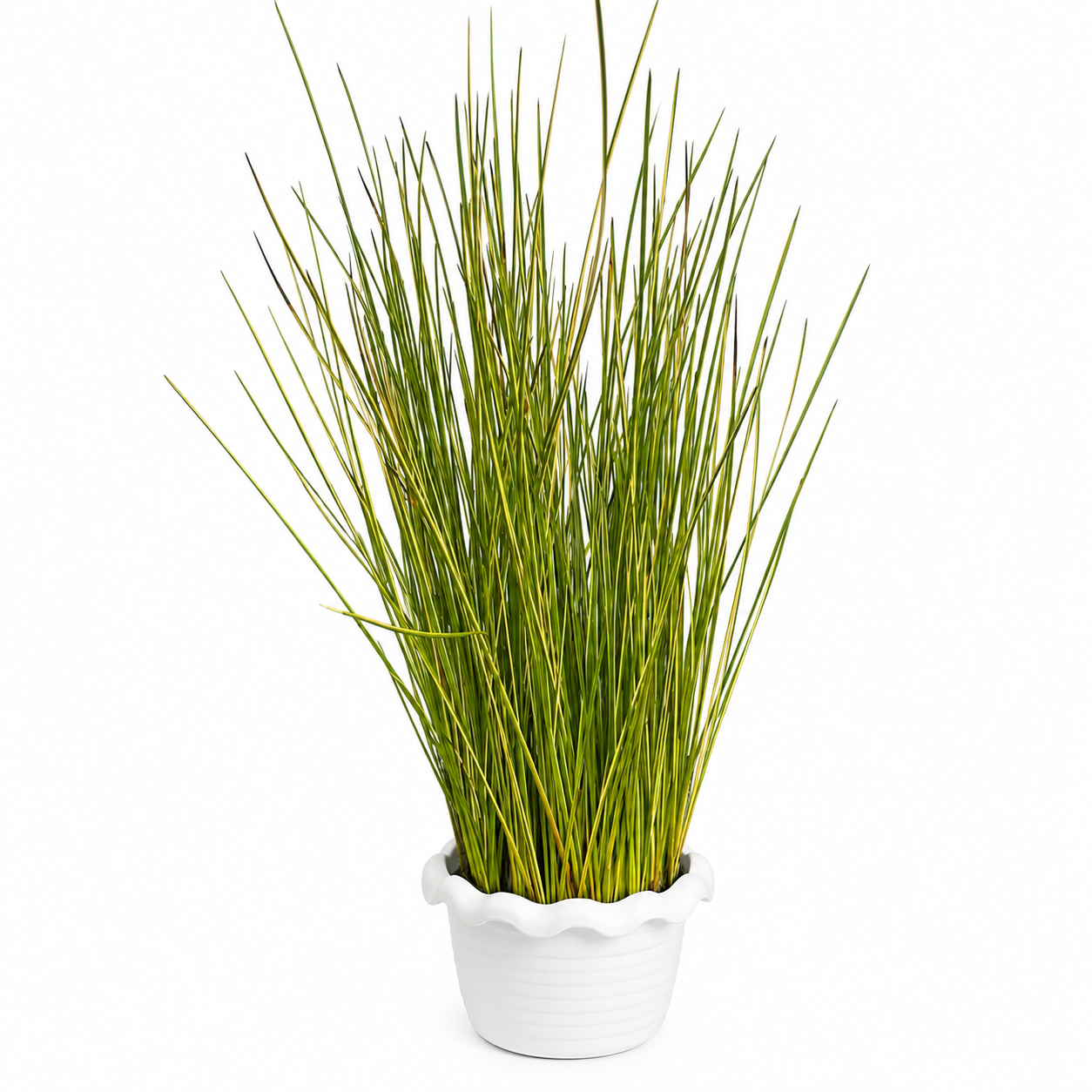 Pennisetum setaceum