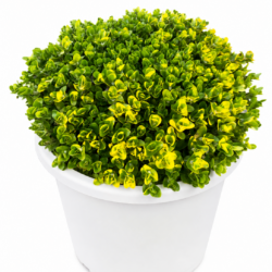 Bacopa caroliniana