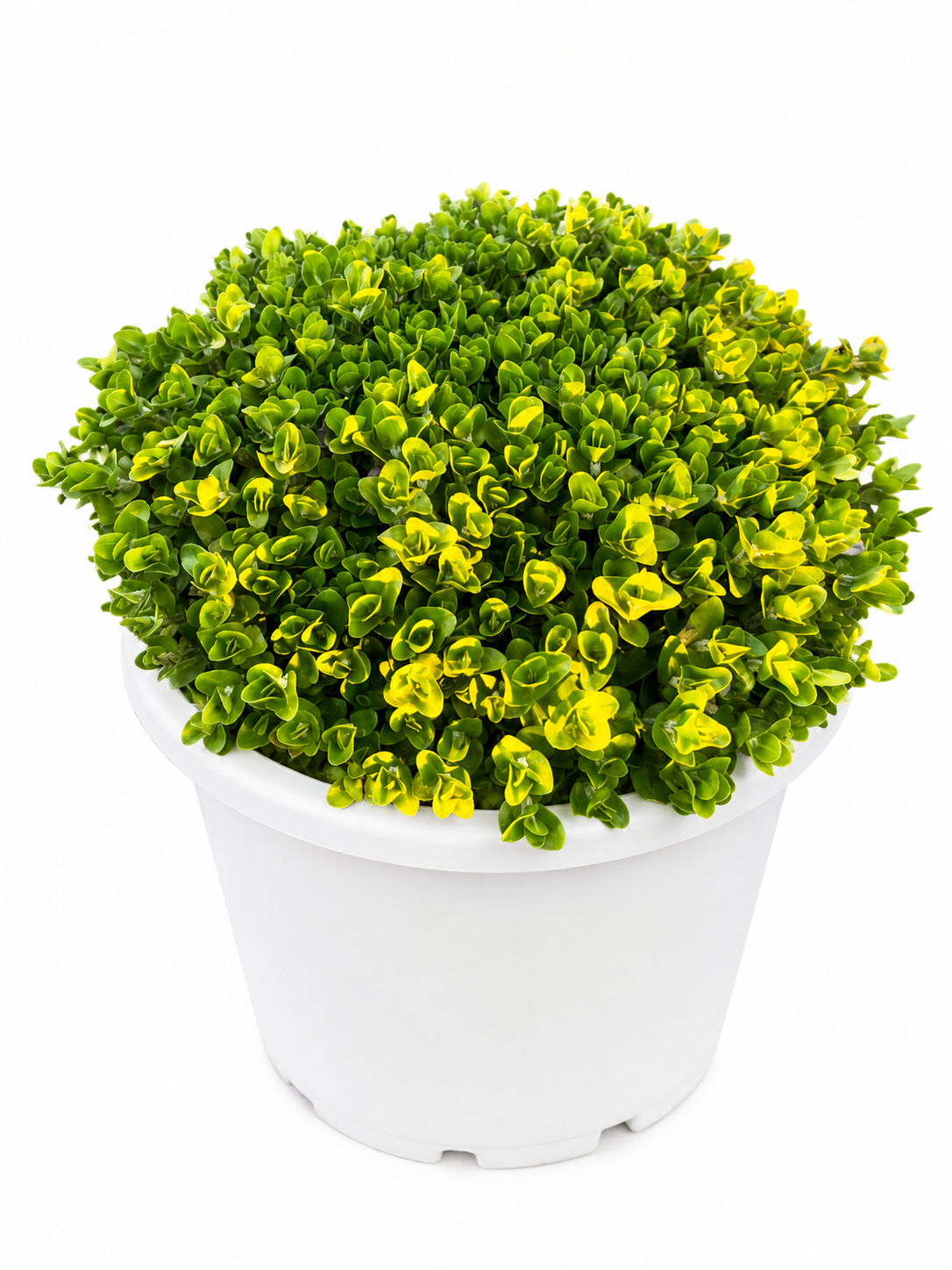 Bacopa caroliniana