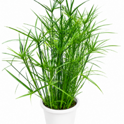 Cyperus alternifolius