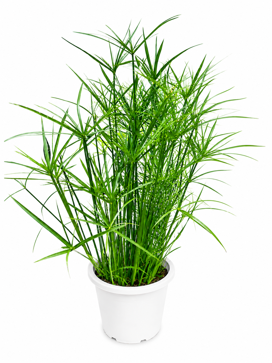 Cyperus alternifolius