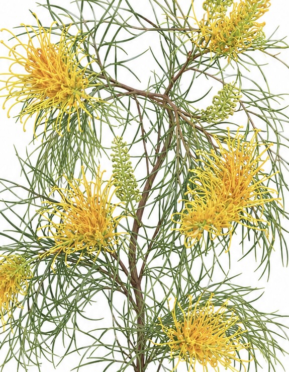 Yellow Grevillea (Spider Flower Shrub) - Image 3