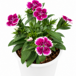 China Pink
