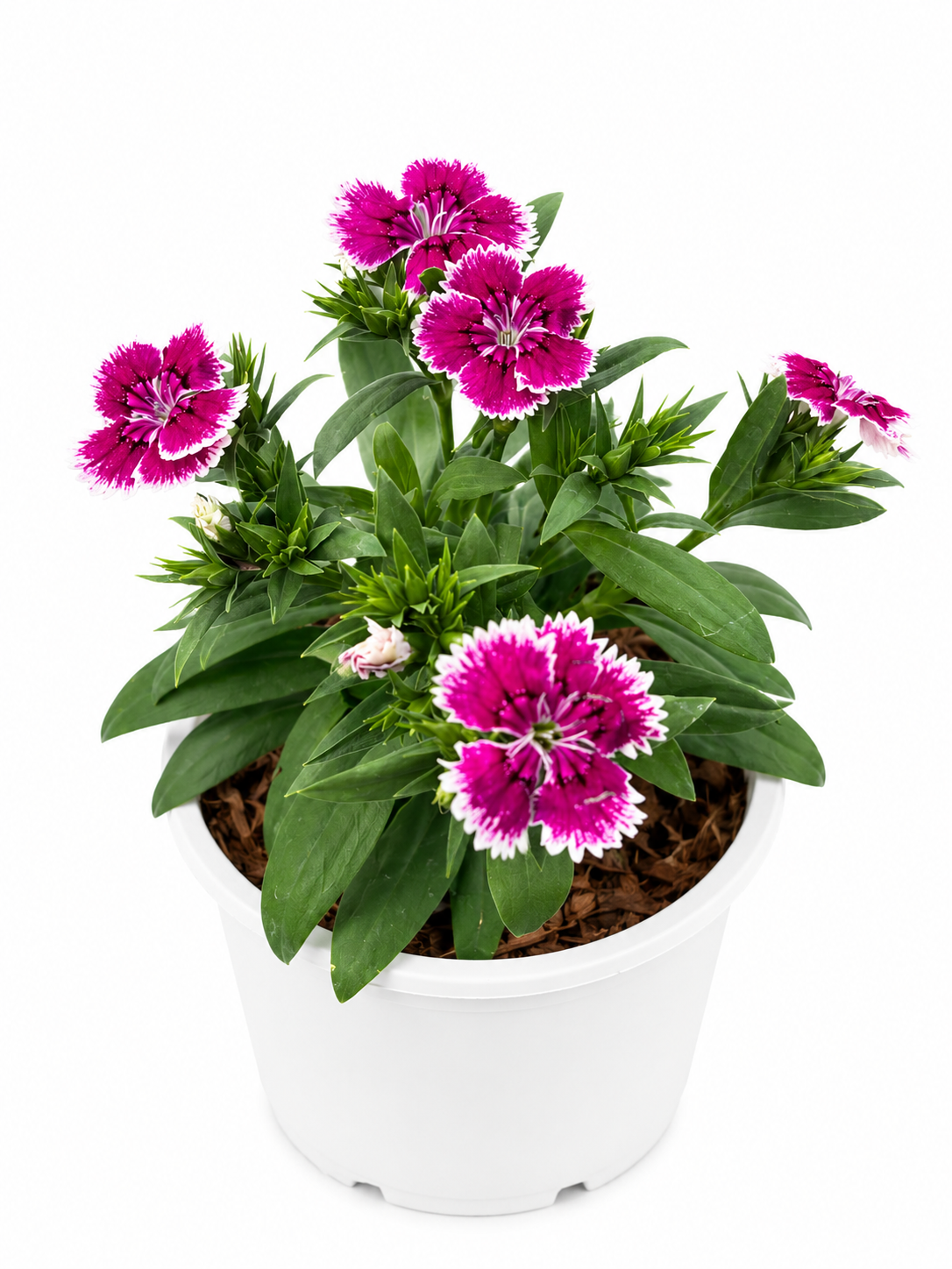 China Pink