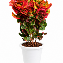 Croton (Red)