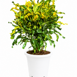 Croton (Yellow)